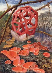 格子菌とオレンジのエルフカップ 作： Theobald Carreras